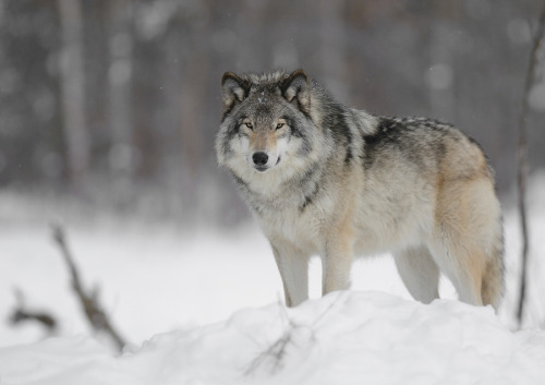 wolvenrealm:  By Masse Lean-Pierre 