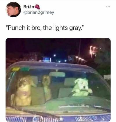 memewhore: