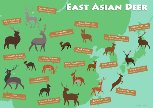 Cervidae (True Deer)Western Hemisphere | Eastern Hemisphere | Extinct *locations on the maps aren’t 