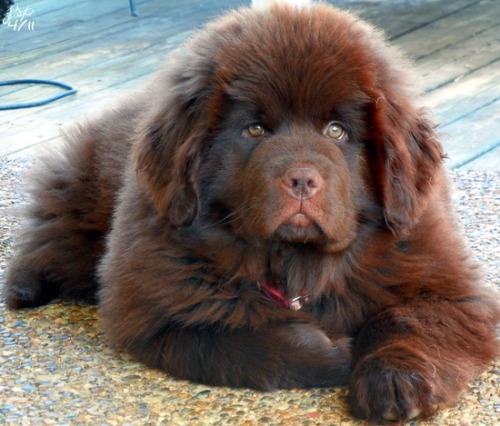 thecutestofthecute:  Newfies are really just big fluffy bears. 