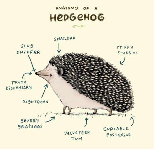 bestof-society6: ART PRINTS BY SOPHIE CORRIGAN Anatomy of a HedgehogAnatomy of a DachshundAnatomy of