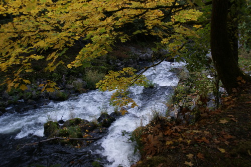 October extras - Tumwater Falls Park