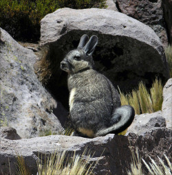 smartpeopleposting:  Mountain viscacha (Lagidium viscacia) in the Lauca National Park, Chile | ©Arthur Anker Lagidium viscacia is one of three South American rodent species commonly referred to as mountain viscachas. In common with its two congeners,