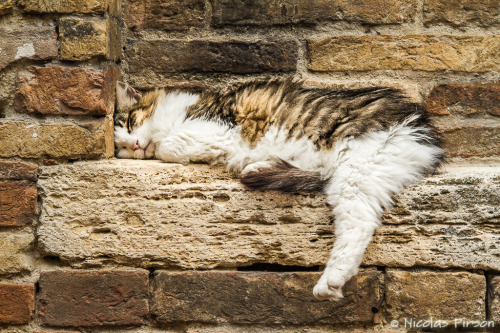 Napping Cat- San Gimingnano, Tuscany, Italy(by Nicolas Pirson (alias tatactic))