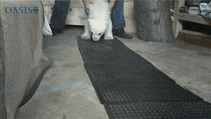 cute-overload:  Young Polar Bear Strut [GIF]http://cute-overload.tumblr.com