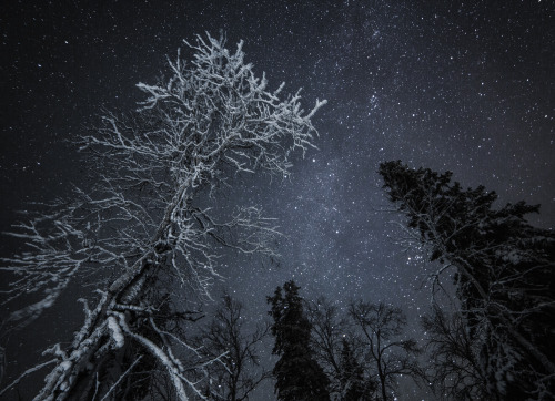 tiinatormanenphotography: Woods.  Jan 2016, Syöte National Park , Finland. by Tiina Tö