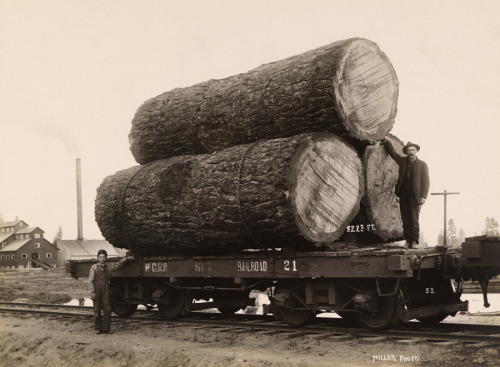 Logs loaded on a railroad flatcar in Oregon.Photograph by C. R. Miller, National Geographic