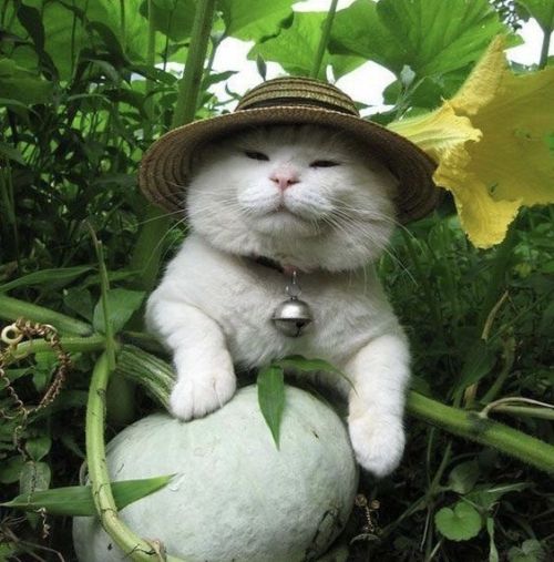 lil plant cat