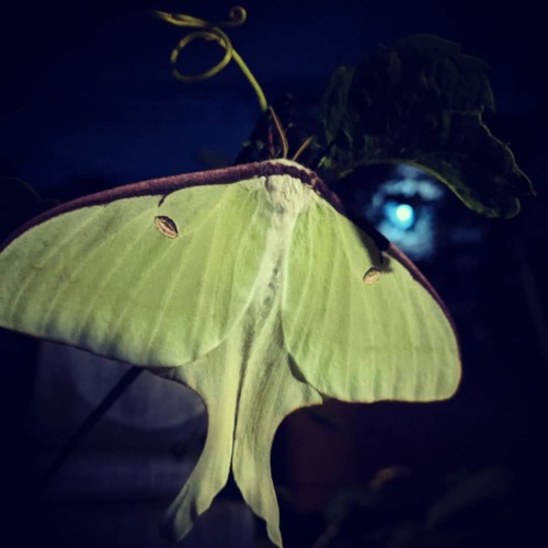 Luna moth with her namesake. Thank you for lifting my spirits little friend, now go make some baby c