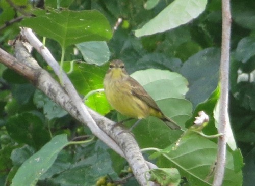 Thought it might be an immature prairie warbler, but now I think @simplecircuitry is right and it’s 