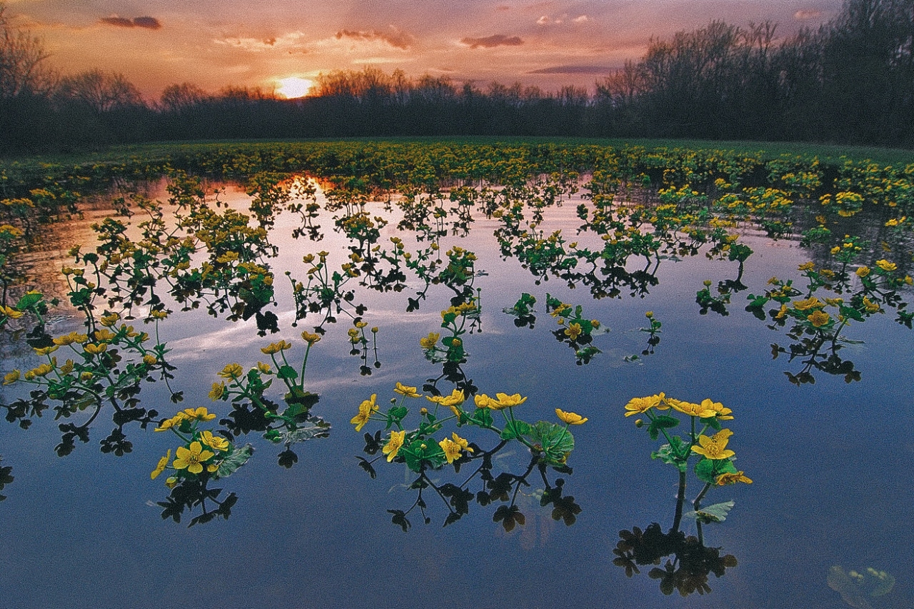 expressions-of-nature: by Alex Klekovkin 