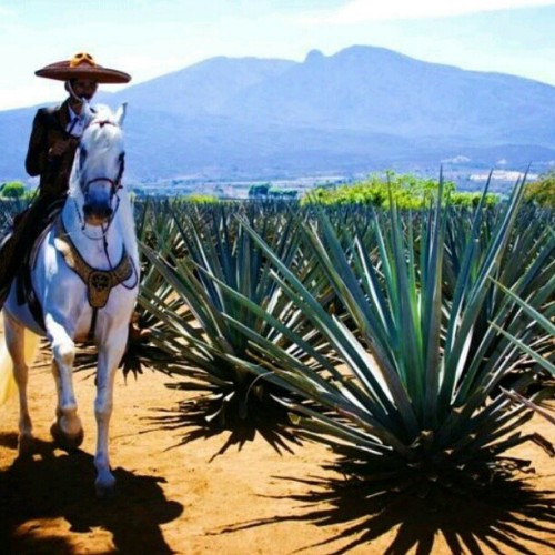 chido-thecool:  jalisco_para_el_mundo: Mi Hermoso Jalisco! - Orgullosamente Jalisciense #Yo #Amo #Jalisco #Y #TU