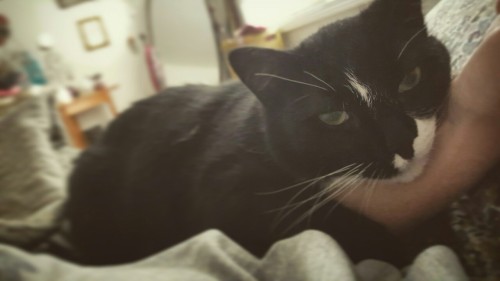 socksinator: Early morning cuddles