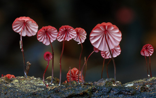 libutron:Marasmius haematocephalus by Steve Axford