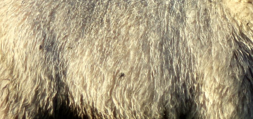 oakapples:Coats of some British and Icelandic sheep breeds:Greyface Dartmoor; Cheviot; Icelandic; Be