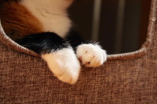 KitKat&rsquo;s boots are looking fab! She loves chilling in the #cubotower from @catitdesignproducts