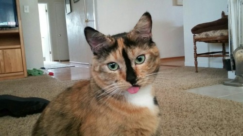 Porn endlessroadhome:  Blep  photos