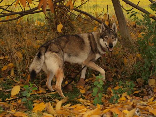 Porn photo the-little-wolfdog:  Hello, autumn 