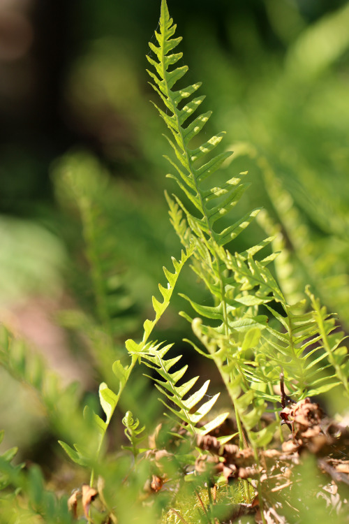 Common polypody / stensöta.