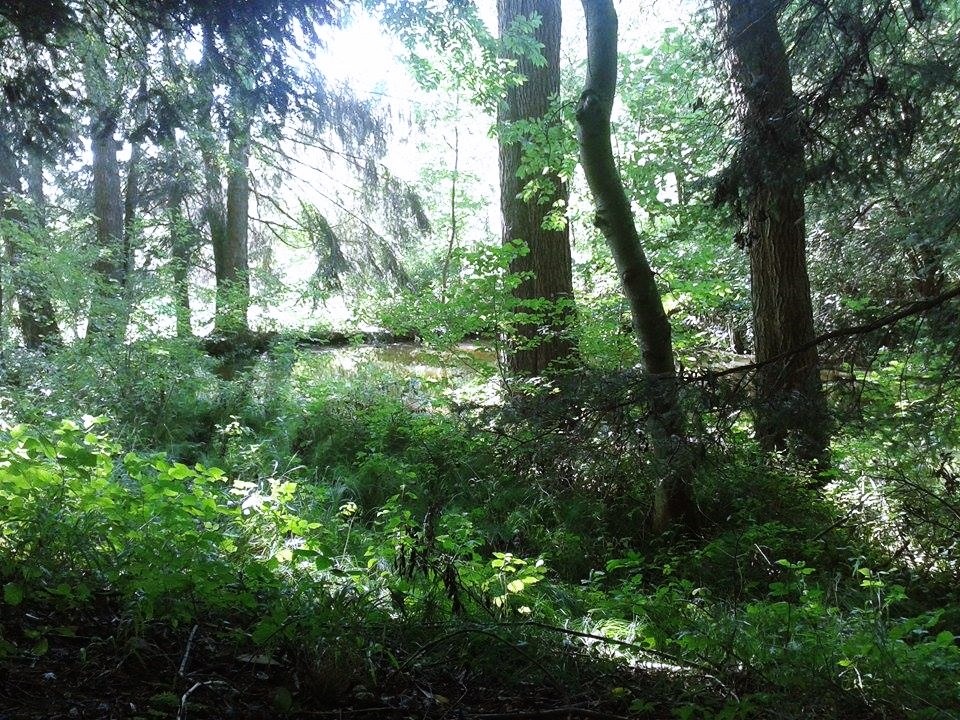 n-c-x:  getlost-in-nature:  vhord:  chernobyl-tea-party:  natvrist:  nothing but