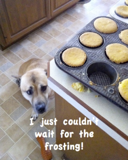 eridan-wwhatevver:  ladyamberlea:  laughing so hard right now  good dog best friend