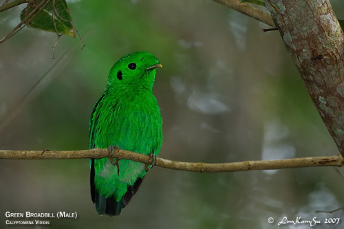 wapiti3:green broadbill (Calyptomena viridis) also known as the lesser green broadbillDistribution a