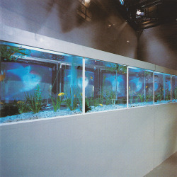 autosafari:  Nam June PaikVideo Fish, 1975 (1977 version)Three-channel video installation with aquariums, water, live fish, and variable number of monitors; color, silent; dimensions vary with installation. Centre Georges Pompidou, Musee national d’art