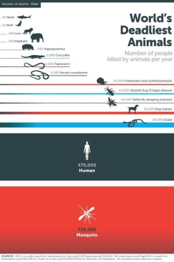 cthulhu:  simpsdj:  The world’s deadliest animals  snails more dangerous thank sharks confirmed  