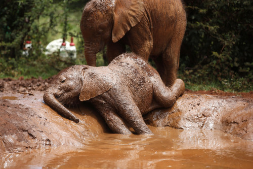 Porn Pics sixpenceee:An orphaned baby elephant basks