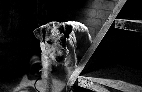 Deforest:“Skippy” As Asta The Wire Fox Terrier In The Thin Man (1934)Dir. W.s.