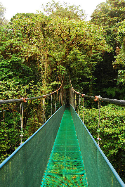 visitheworld:  Monteverde cloud forest skywalk / Costa Rica (by le_noire).