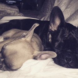 gagasgallery: @missasiakinney: Home at last with brother. Koji snuggle me all my sleeps. 🌜⭐️