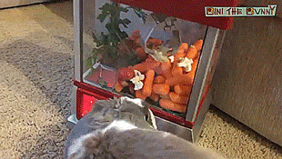 tastefullyoffensive:Bini the Bunny is a crane game pro. [full video] X3
