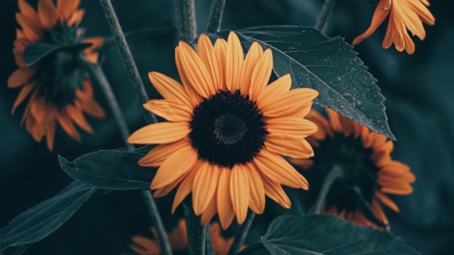 King Of Summer Flowers