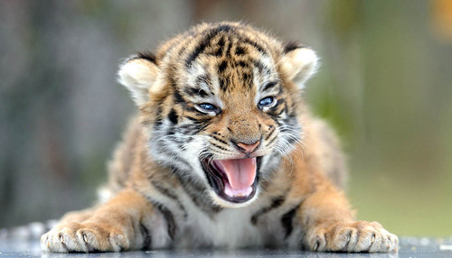 #baby tiger from Pride only hurts