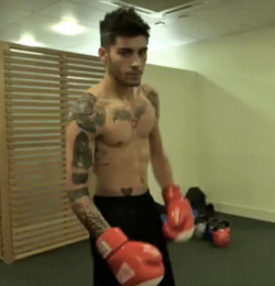 celebritymeat:  Zayn Malik (One Direction)