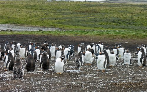 Penguins, Sparrow Cove, Falkland Islands