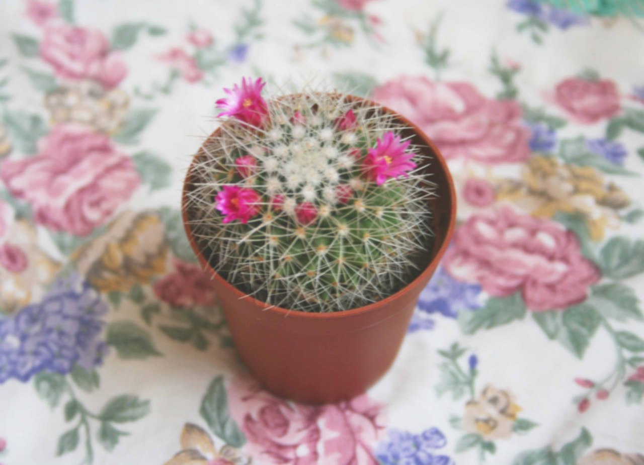 my little cactus looks so cute when it blooms..