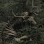 thegardensofeden