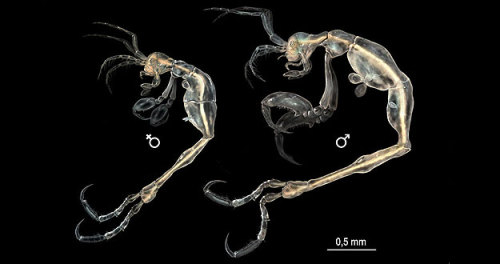 A new species of cave-dwelling shrimp-like creature has been discovered off of Southern California’s Catalina Island.
The tiny species of Skeleton Shrimp, which is actually a caprellid amphipod if you want to get technical, eerily resembles a...