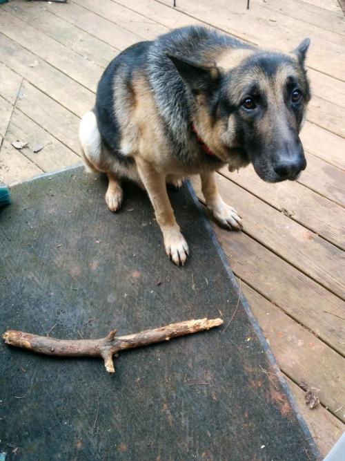 welcometobangk0k:   tymorrowland:  earthlynation:  I told him I wouldn’t throw the stick anymore because playtime was over. Source  THROW THE STICK YOU MONSTER  You throw that fucking stick you son of a bitch 