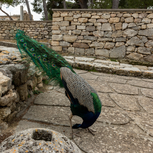 Bent over backwards.Peacock in Crete, 2018.