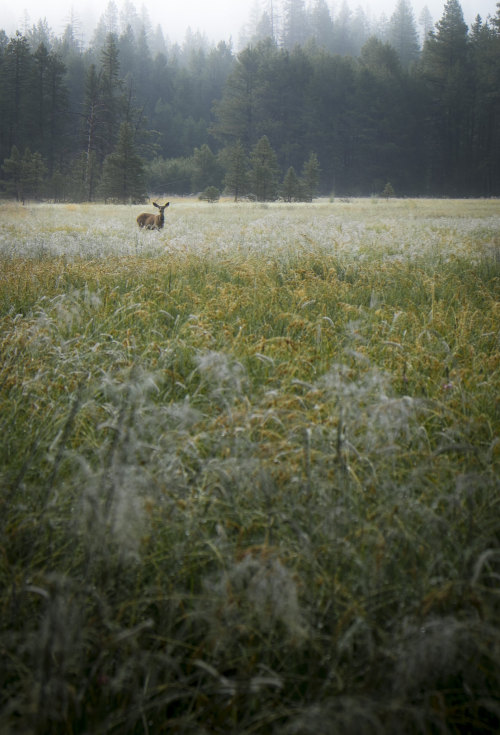 Deer in wet meadow by Sagehen Creek Field Station