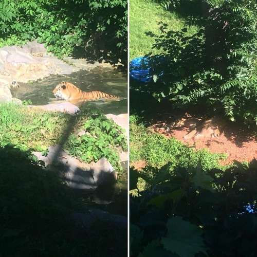 #bigcats beat the #summerheat with different strategies at the #comozoo! The #amurtiger spent the da