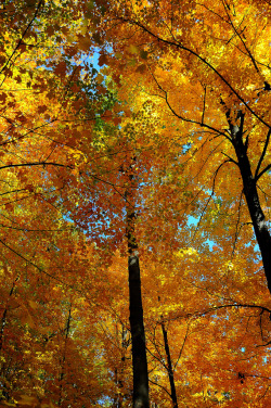 llbwwb:  Looking Up :) (by Eve’sNature-PC