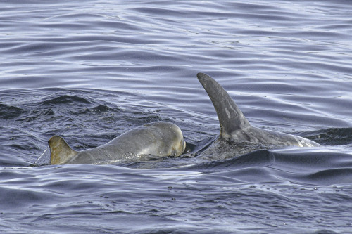 Risso’s Dolphins.4/7/22