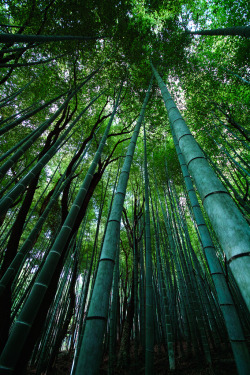 r2–d2:  Bamboo Forest by (Hitoshi char♪)