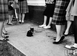 ceedling:  Little black kitten in lineup of black cats waiting for audition for movie “Tales of Terror” in Hollywood, 1961