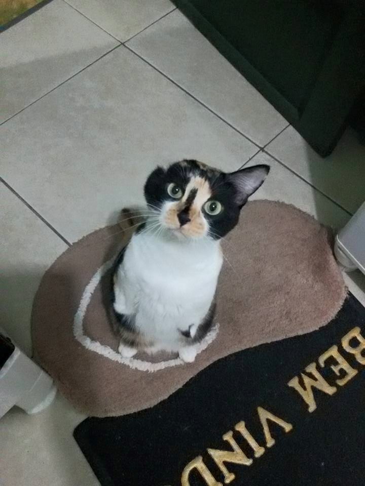 catsbeaversandducks:  Esperança She was born without front paws and an ear, but it