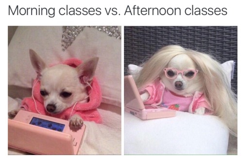 humor-n-shit-blog - Morning classes vs afternoon classes